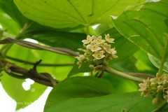 Heterostemma dalzellii